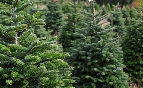 pros and cons of norway spruce